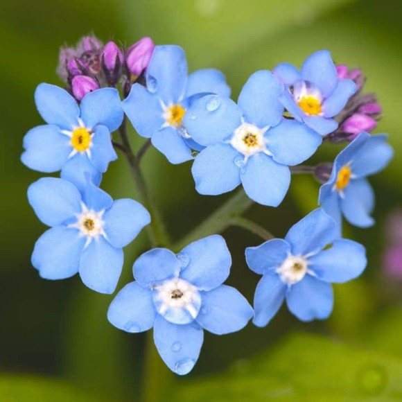 Meet your Posher - Picture 1 of 1